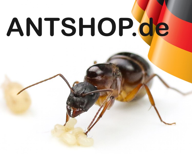 ANTSTORE - Buy ants online - Ameisen online kaufen - Antfarms - Formicarien